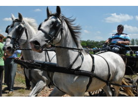 Osma fijakerijada u Pećincima održana na novom terenu